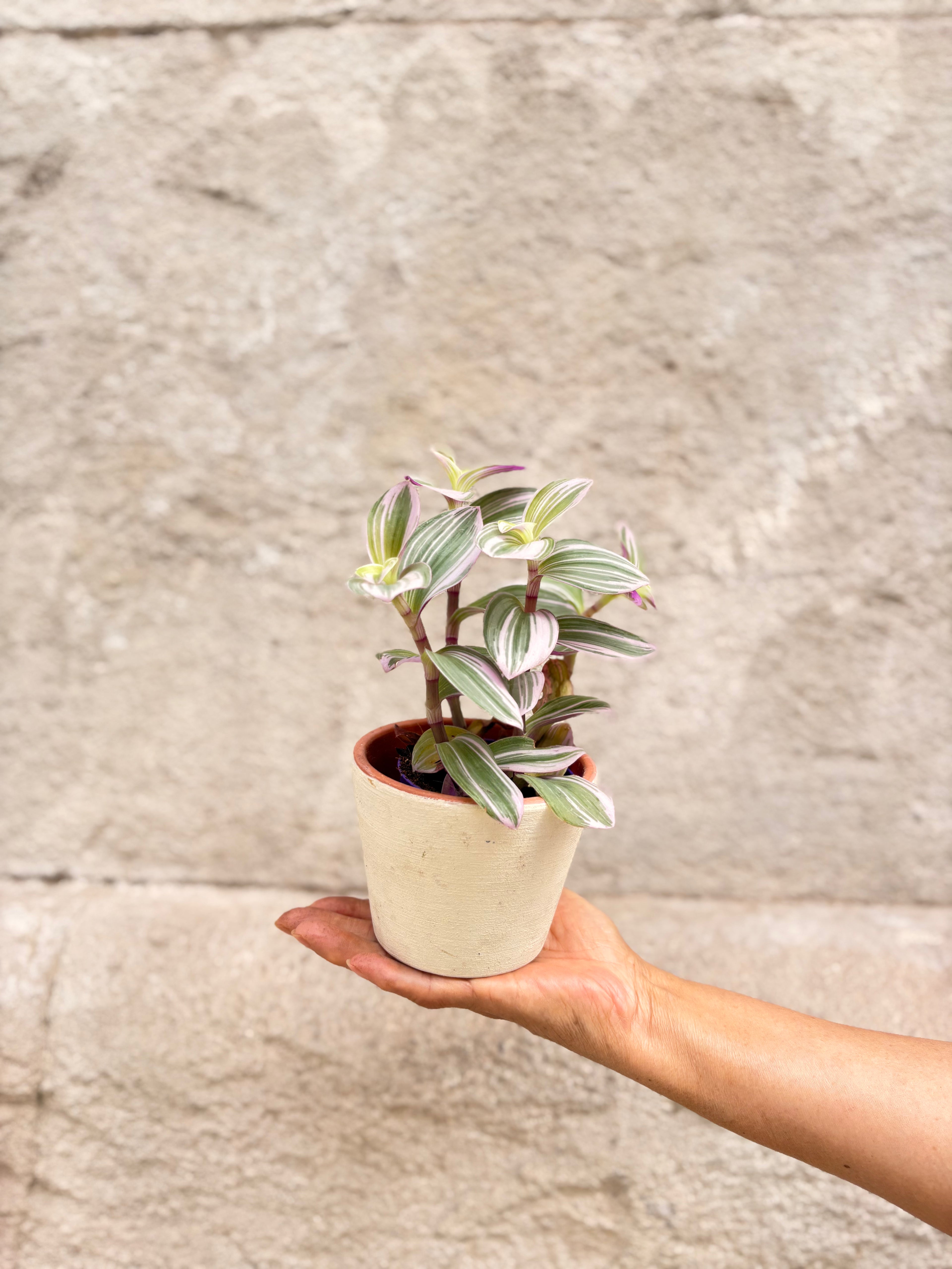 Mini Vida – Tradescantia